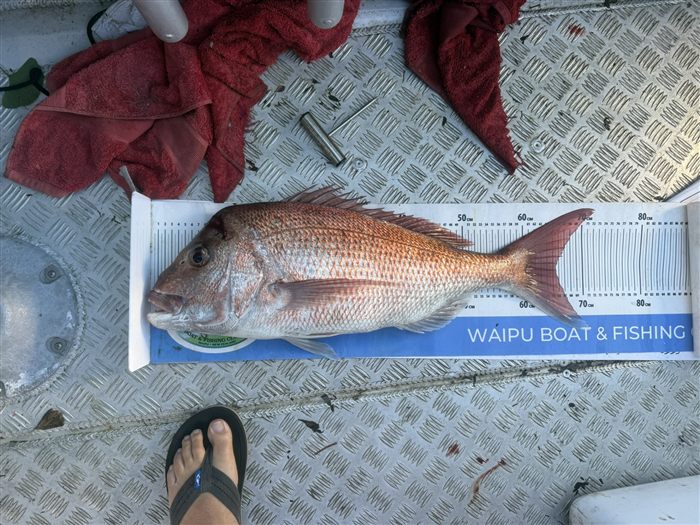 Snapper on a measure mat
